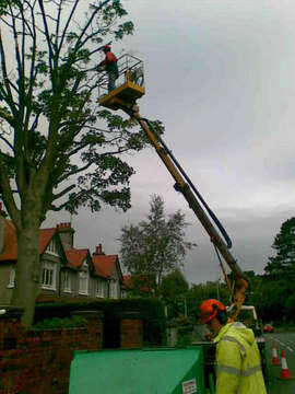 Landscaping
