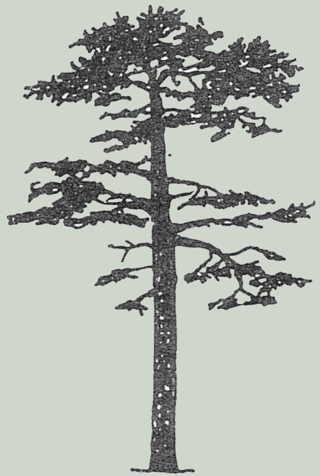 Tree Logo
